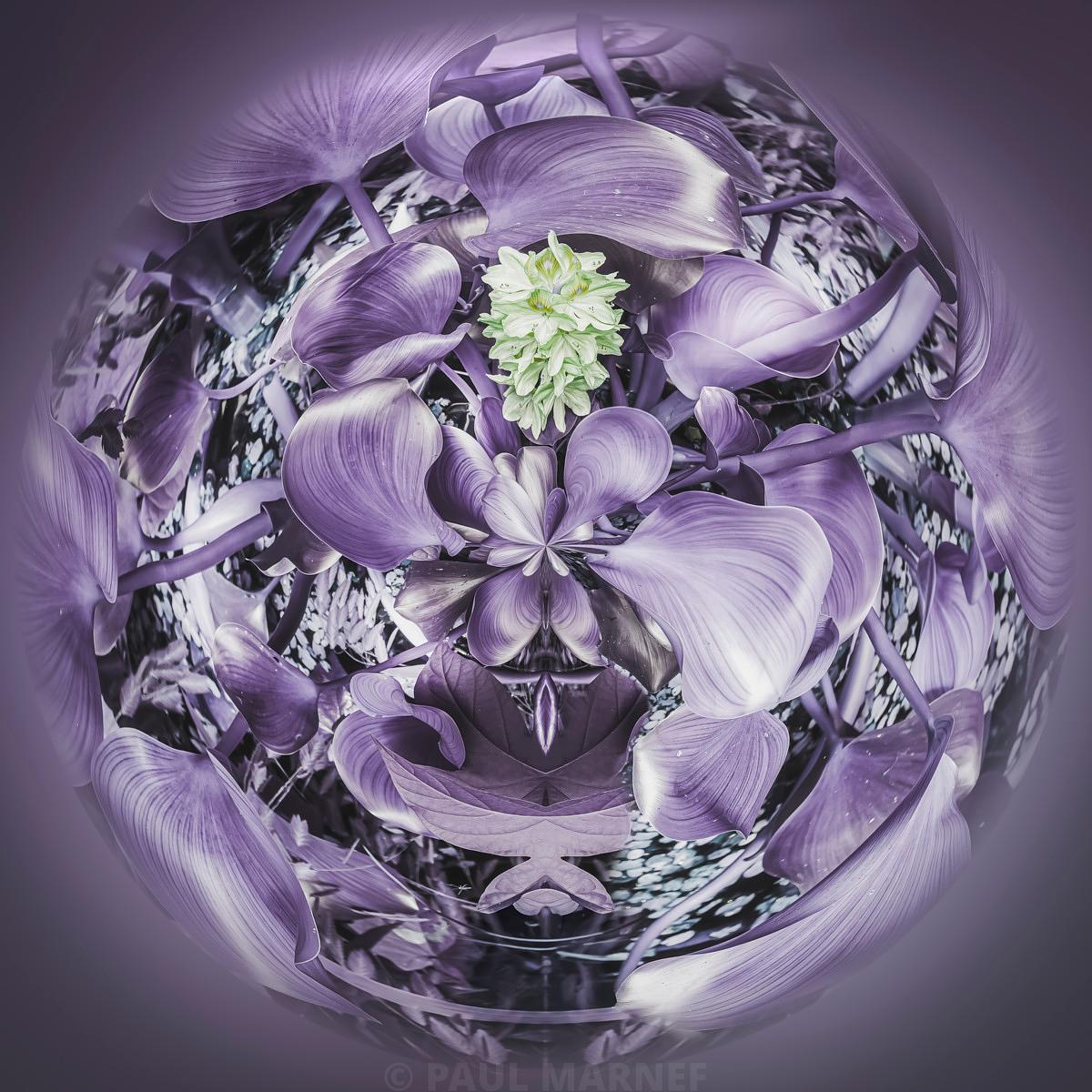 La Perle d’Eau, composition circulaire de fleurs mauves autour d’une fleur claire, photographie de Paul Marnef