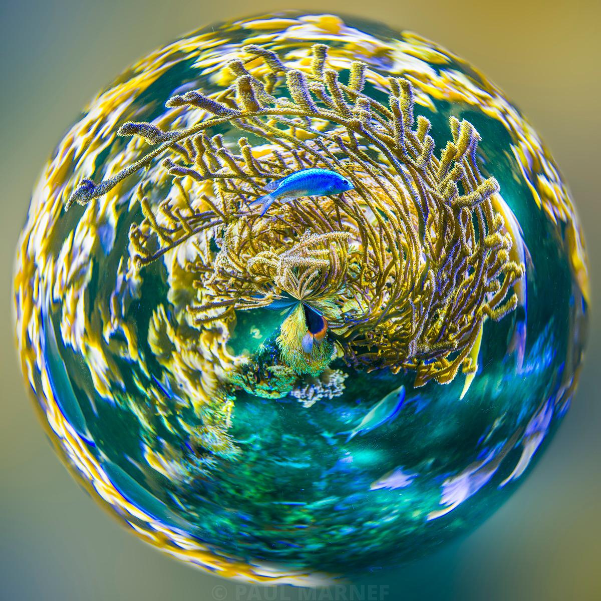 « Tourbillon de Corail », photographie de la série Planètes Imaginaires de Paul Marnef