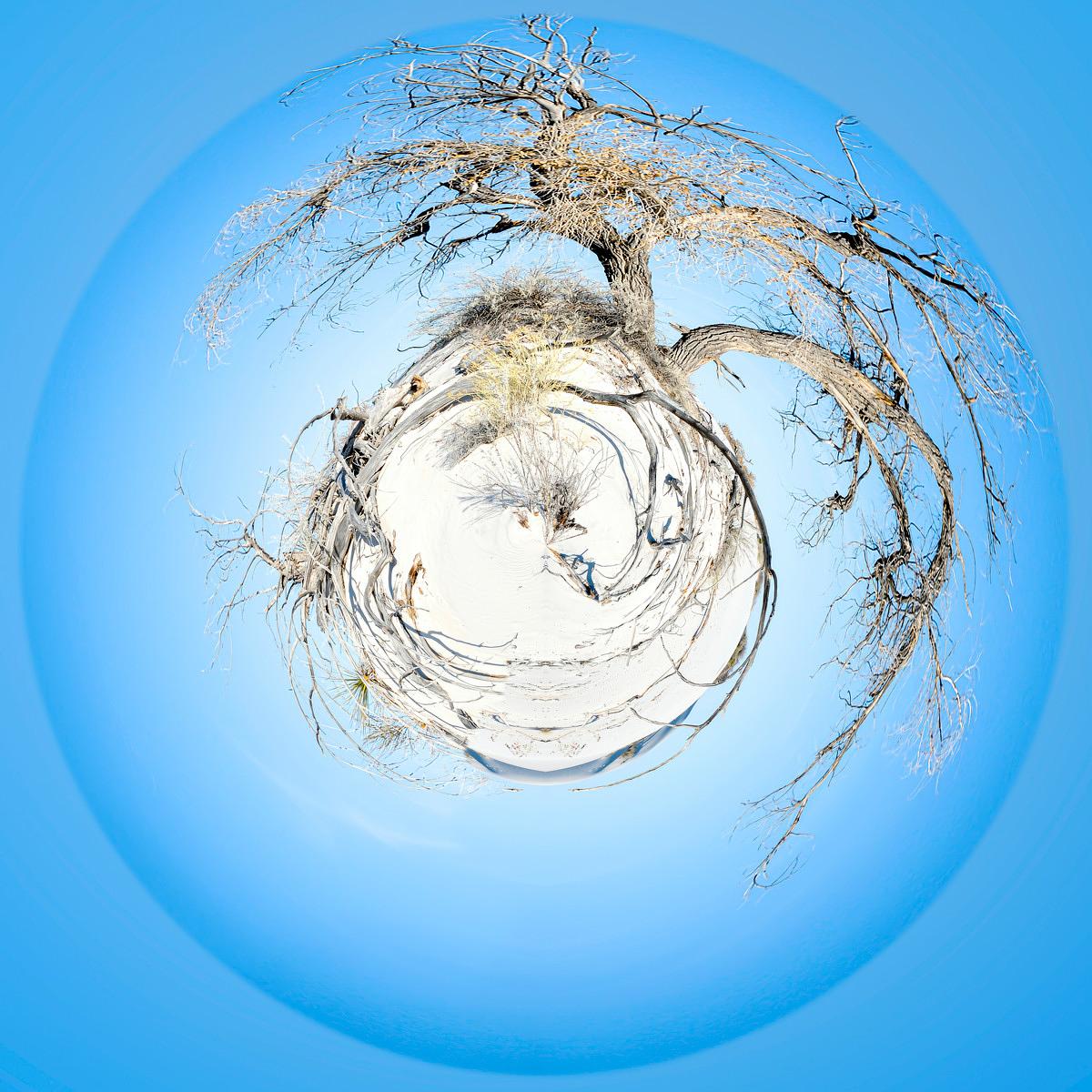 Sphère panoramique montrant un arbre dépourvu de feuilles et des racines dans un sol de sable clair, sur un fond bleu vif.