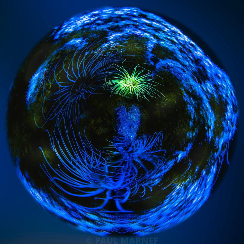 An underwater view of a rounded reef on which a green anemone and several others with fluorescent blue edging are growing.
