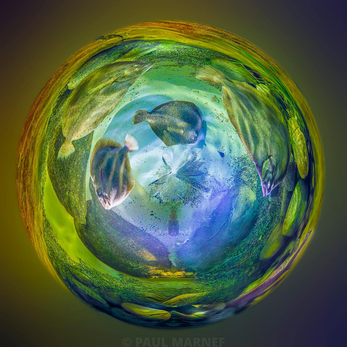 An aquatic sphere with green and blue iridescence that strangely distorts the fish swimming inside it