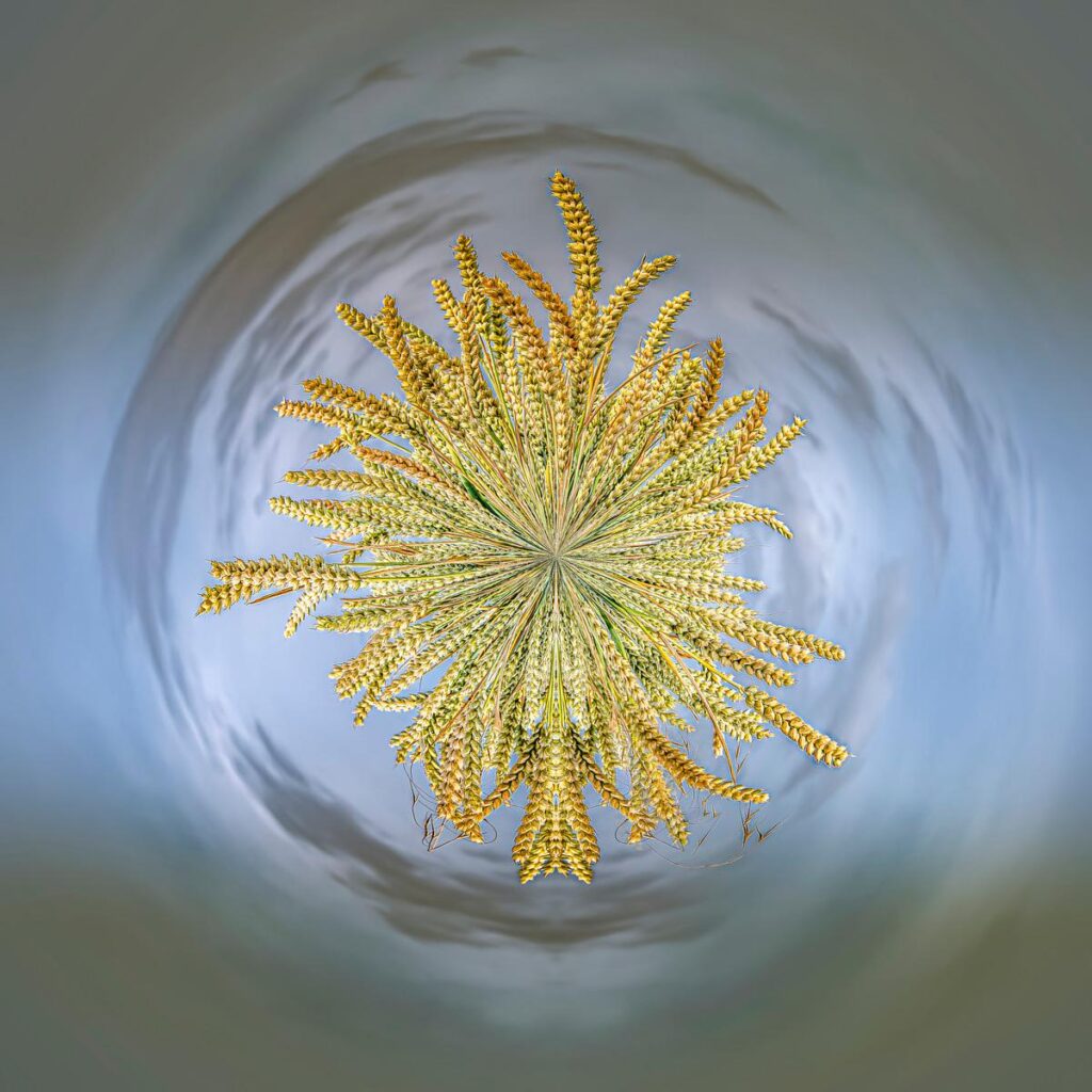 A golden bunch of wheat grains radiating out like a star against a blurred background of grey and pale blue.