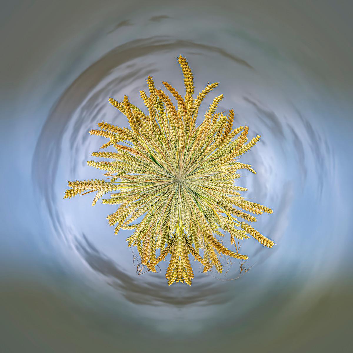 Un bouquet doré de grains de blé rayonnant en étoile sur un fond flou de gris et de bleu pâle.