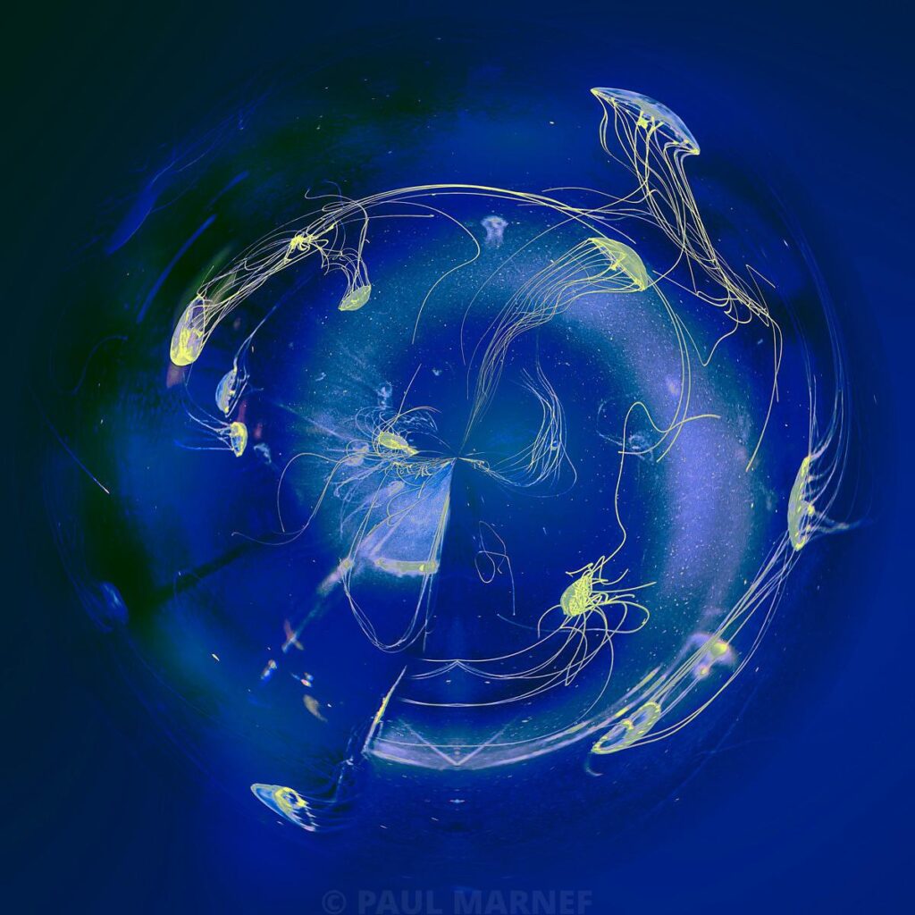 Translucent jellyfish with thread-like tentacles and golden sheen, moving in a circle through deep blue water.