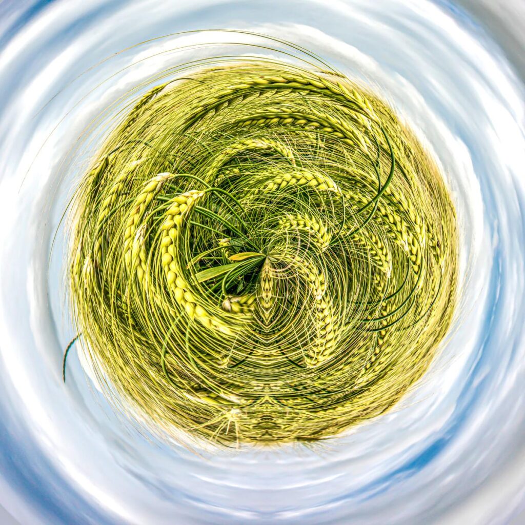 Épis de blé vert formant un motif en spirale au centre d'un ciel bleu et de nuages blancs tourbillonnants.