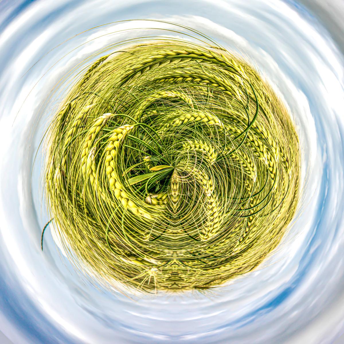 Épis de blé vert formant un motif en spirale au centre d'un ciel bleu et de nuages blancs tourbillonnants.