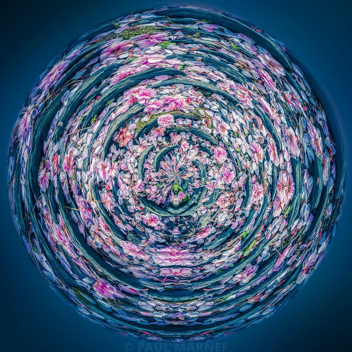Cycle Pivoine