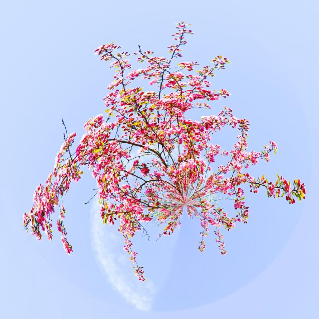 Branches de cerisier en fleurs rose vif déployées sur un ciel bleu clair et teinté de blanc.