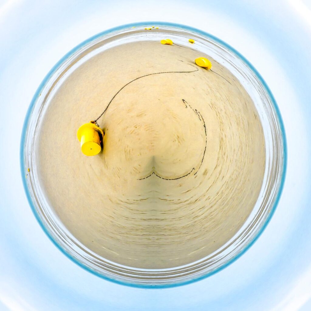 Poisson jaune relié à un disque de sable mouillé parcouru d'une ligne noire sur fond bleu pâle.