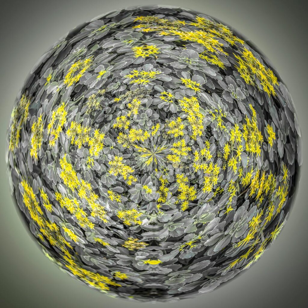 A cluster of grey-green leaf rosettes and small yellow flowers forming a symmetrical mandala pattern against a grey gradient background.