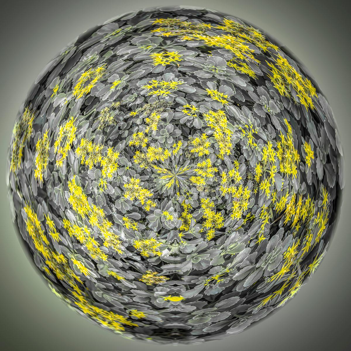 Sphère de rosettes de feuilles gris-vert et de petites fleurs jaunes formant un motif mandala symétrique sur fond dégradé gris.