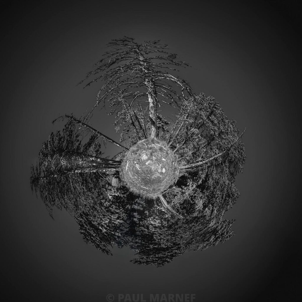 A textured spherical mass formed of frozen fir branches arranged in a spiral against a black background.