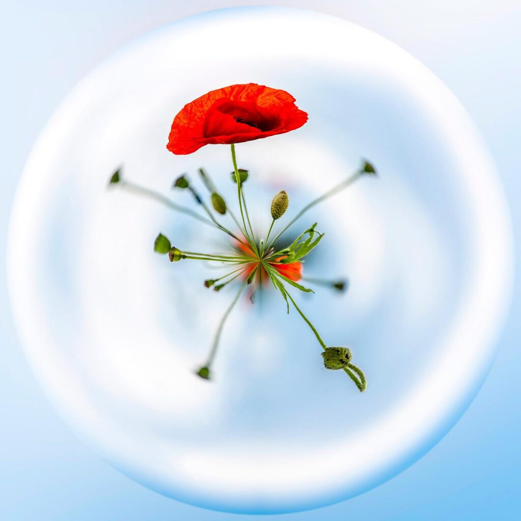 A red poppy and its buds at the centre of a large translucent orb against a luminous blue background.