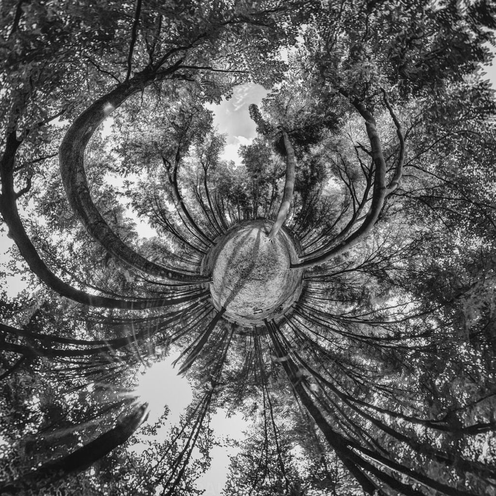 Vue depuis le sol en noir et blanc, des troncs et branches de trees s'étendent radialement vers les nuages.