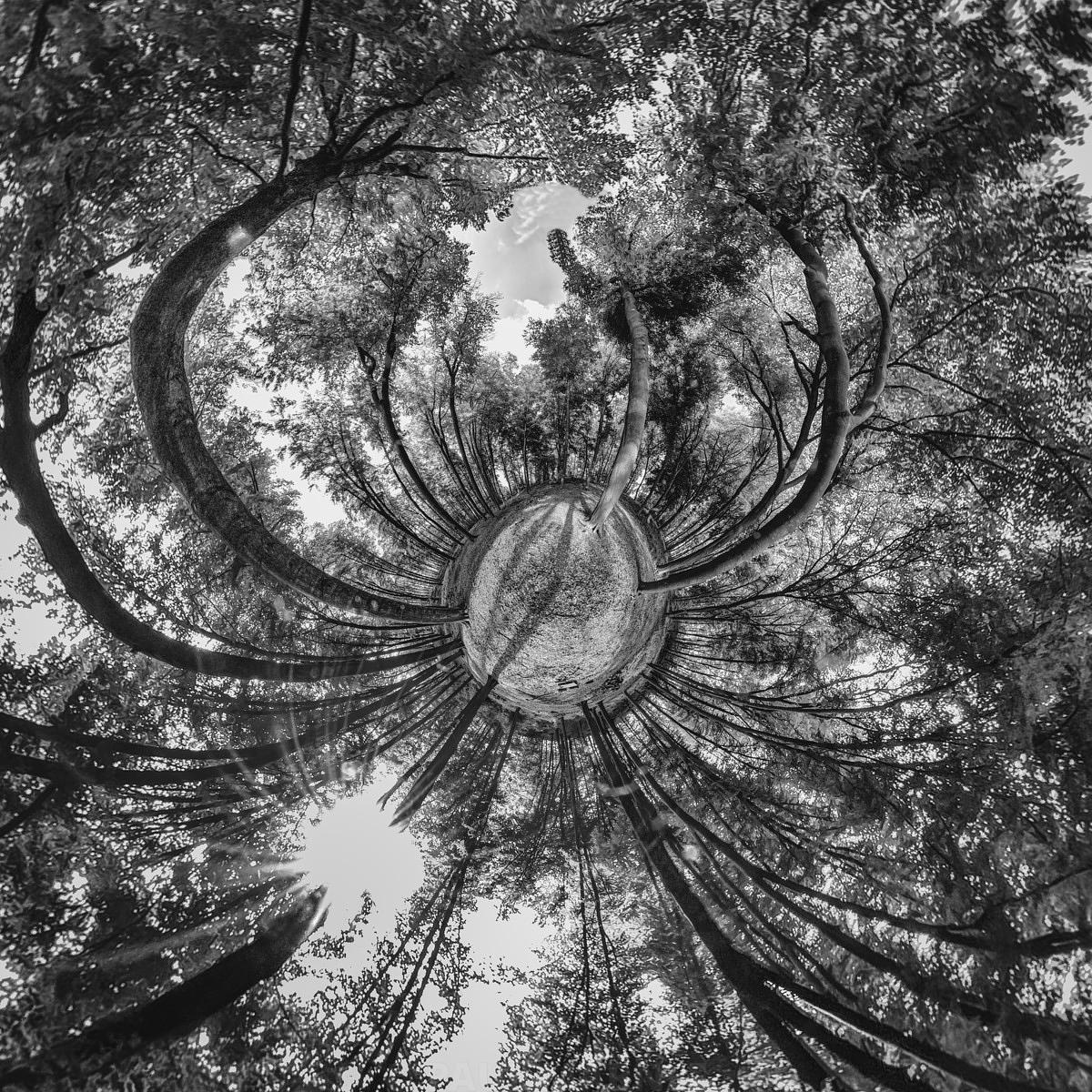Vue depuis le sol en noir et blanc, des troncs et branches de trees s'étendent radialement vers les nuages.