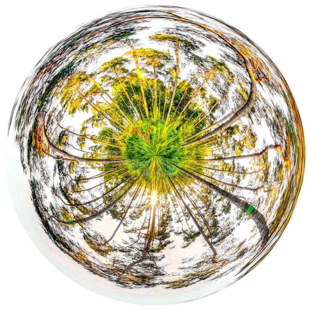 Autumn-coloured oak foliage projected onto a white, spherical circular shape through an optical distortion effect.