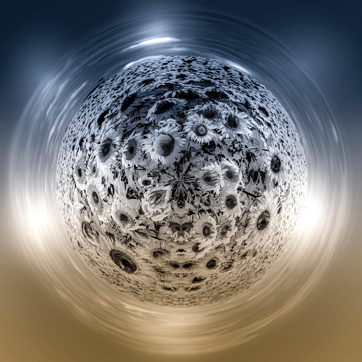 Dense spheres of black and white sunflowers immersed in streaks of light swirling upwards and downwards.