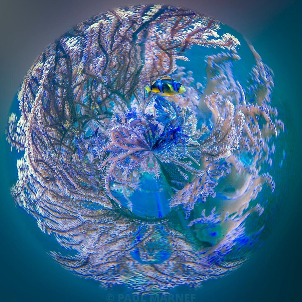 Un petit poisson jaune et noir évolue au sein d'une sphère de coraux bleutés et beiges, enveloppée par une eau turquoise profonde.