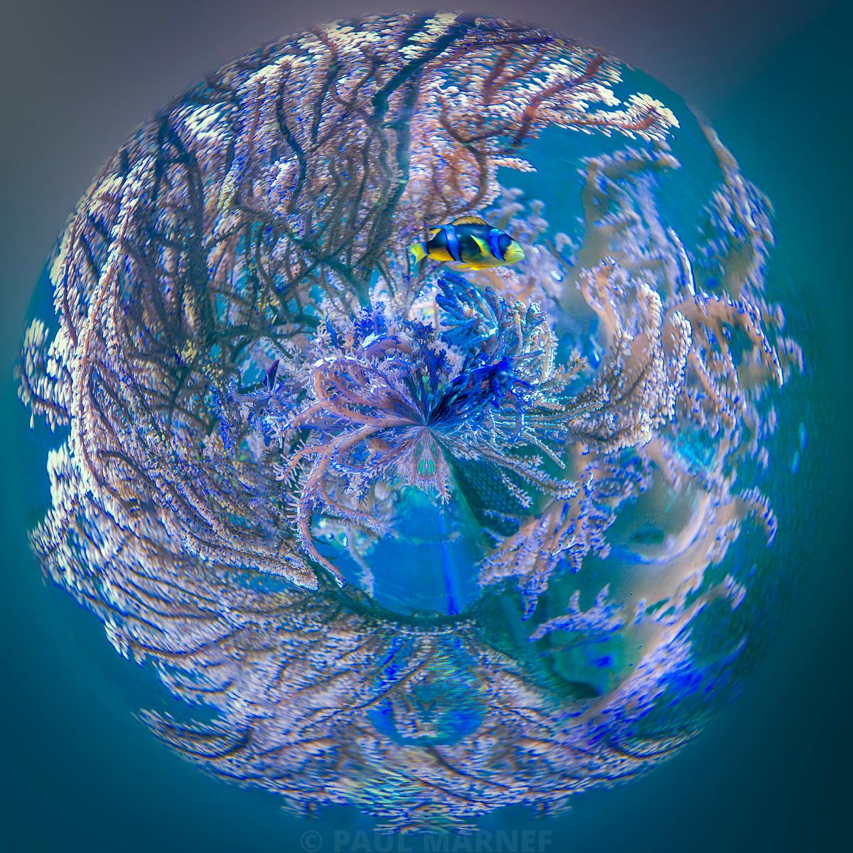 A small yellow and black fish swims amongst a cluster of bluish and beige corals, surrounded by deep turquoise water.