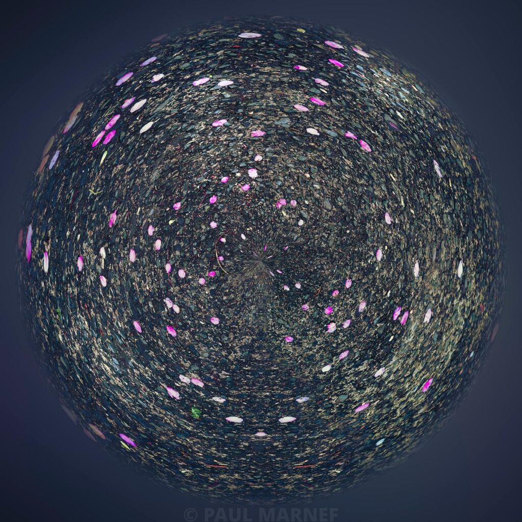Petals scattered across a dark, grainy surface converge towards the centre to form a spherical 360-degree composition.