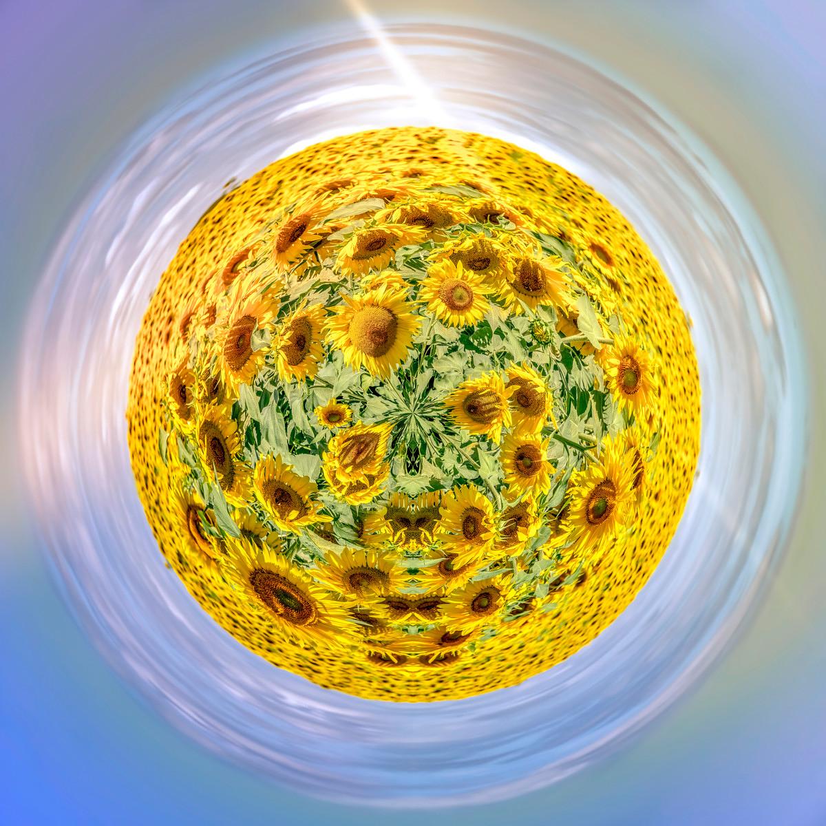 Tournesols jaunes en effet de sphère fish-eye, entaillés par des traînées de lumière blanche et se détachant sur un fond bleu.