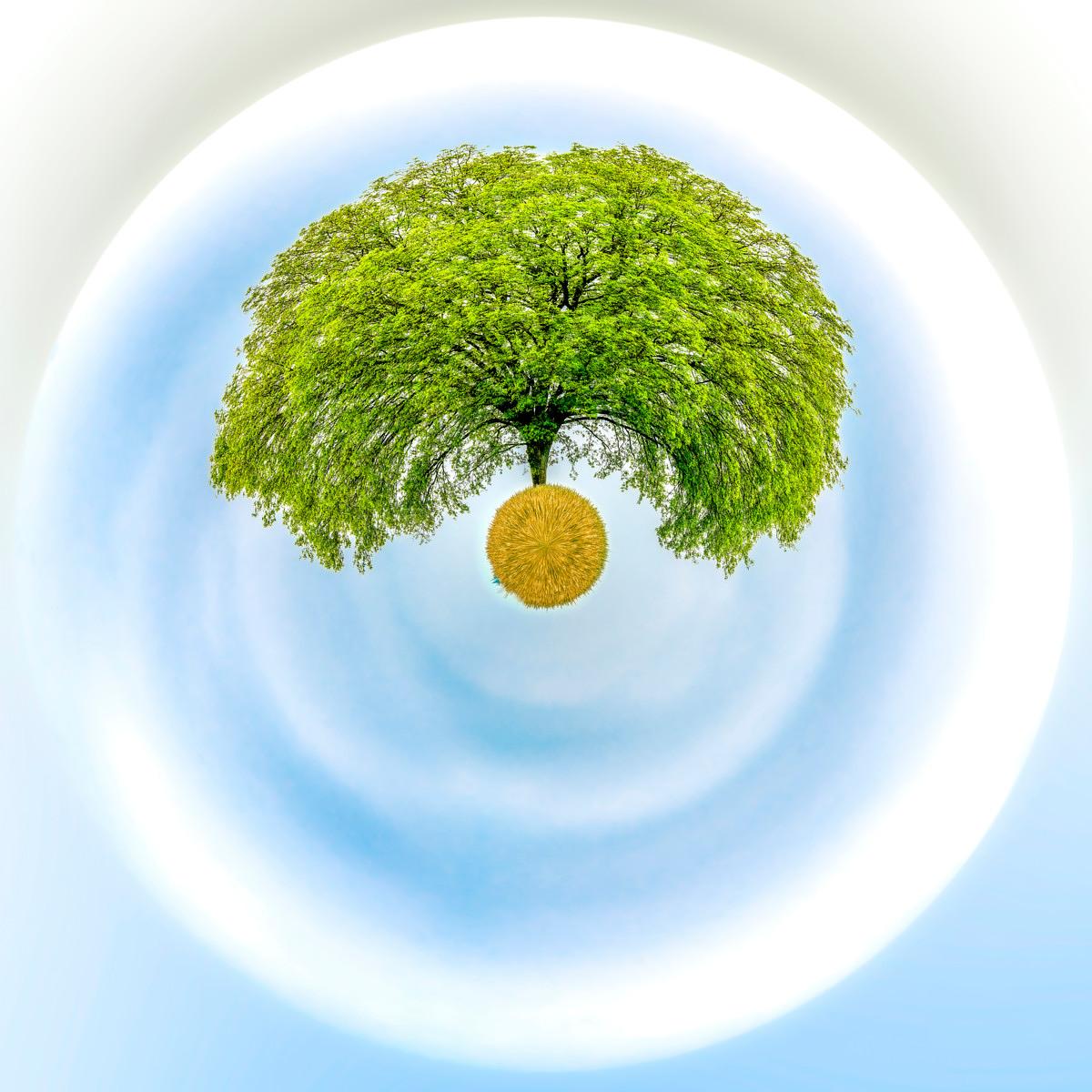 Un arbre à feuillage dense surmonte une boule de paille dorée, posé sur un fond de ciel bleu aux cercles tourbillonnants.