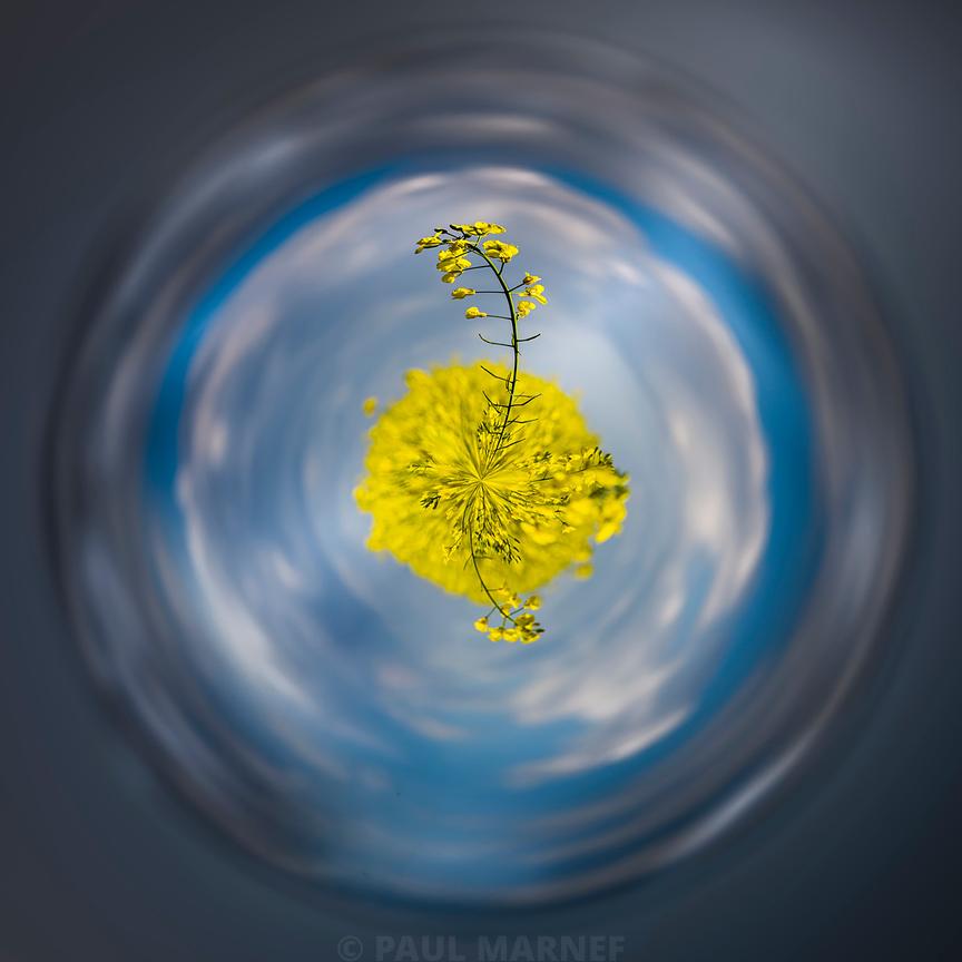 Une tige de colza en fleurs jaunes se dresse devant un ciel bleu et des nuages blancs tirés en volute dans un mouvement de rotation intense.