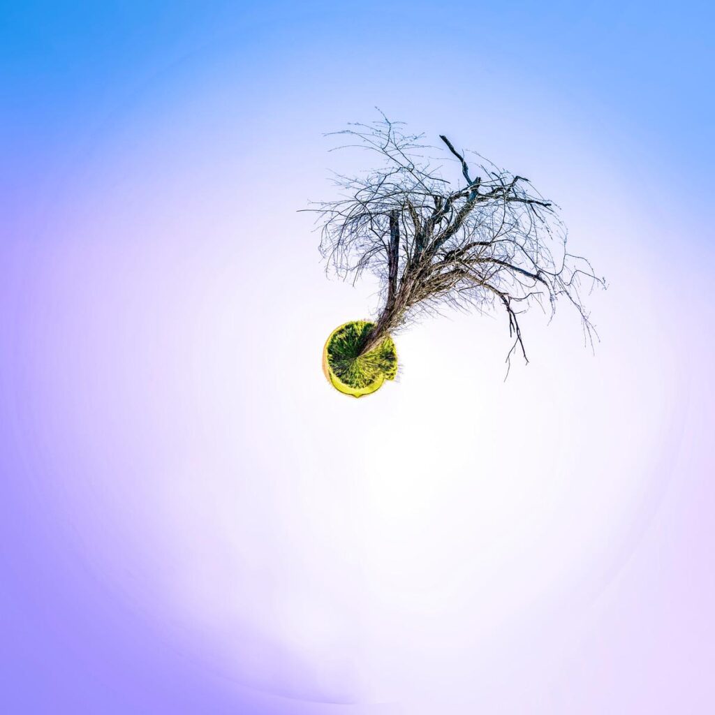 A bare tree emerging from a small circular clearing and floating in a vast expanse of pastel hues.
