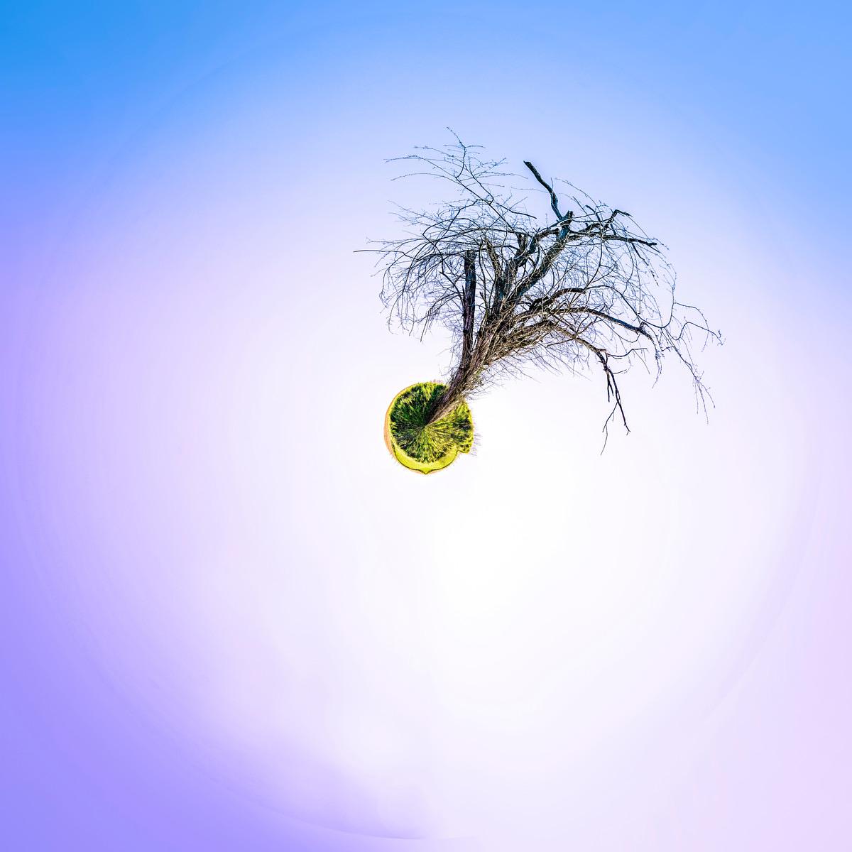 Un arbre dépouillé émergeant d'une petite clairière circulaire et flottant dans une immensité dégradée de couleurs pastel.