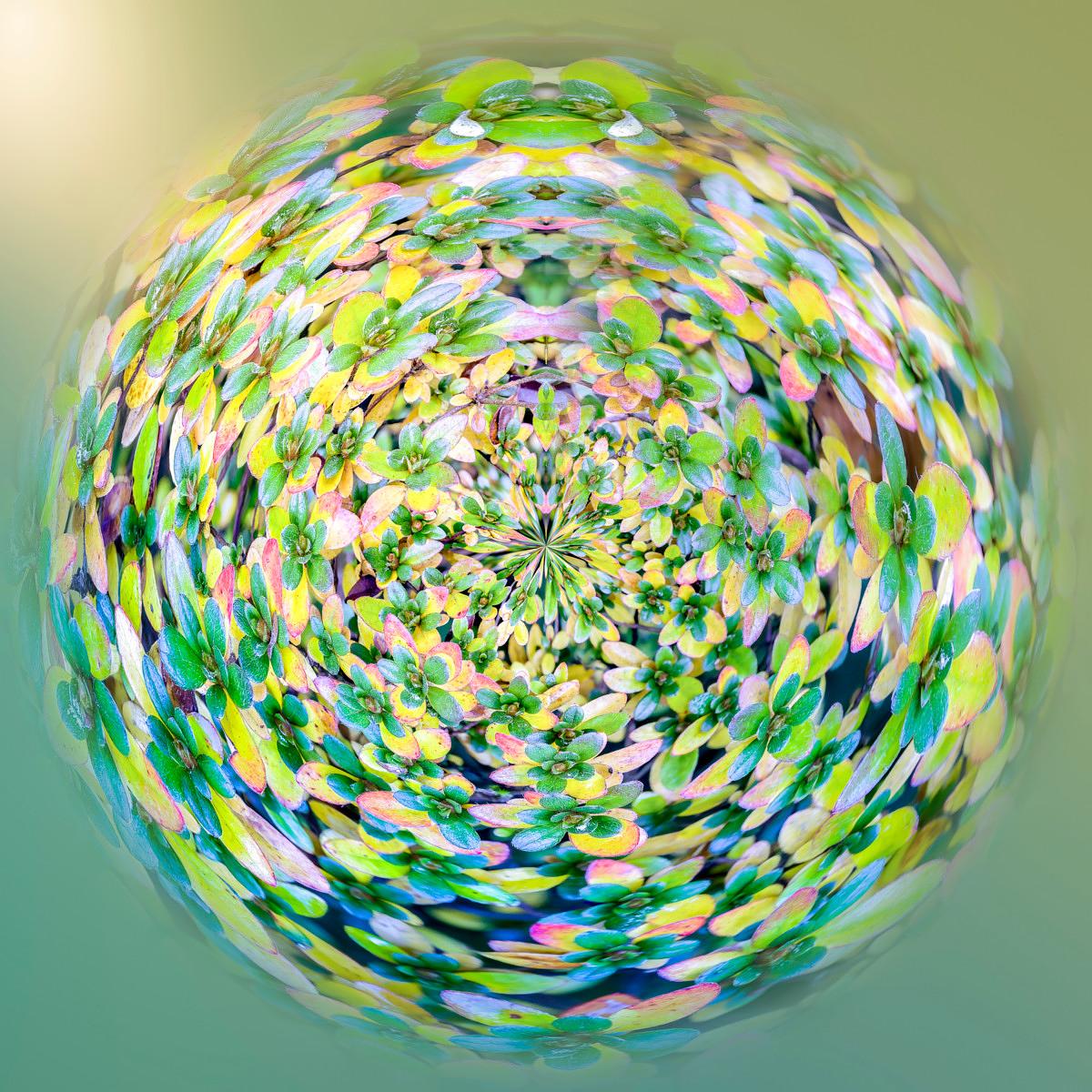 Globe formé de feuillages aux teintes vert, jaune et rose se répétant en spirale, posé sur une surface verte et claire.