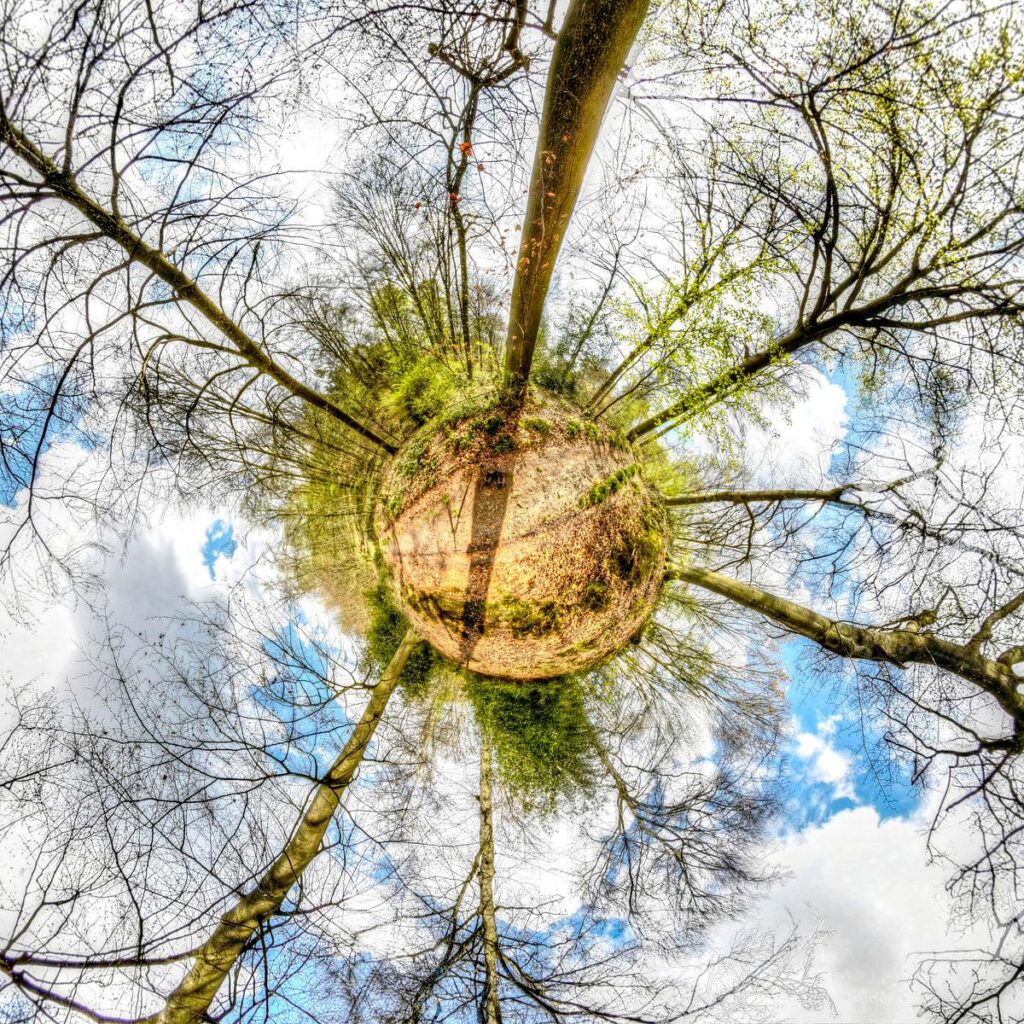 Vue plongeante depuis le sol sur les troncs d'arbres dépourvus de feuilles qui convergent au centre entourant un sol terreux, sous un ciel bleu parsemé de nuages blancs.