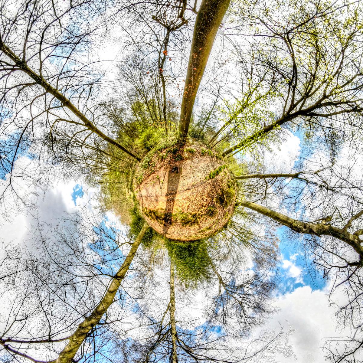 Vue plongeante depuis le sol sur les troncs d'arbres dépourvus de feuilles qui convergent au centre entourant un sol terreux, sous un ciel bleu parsemé de nuages blancs.