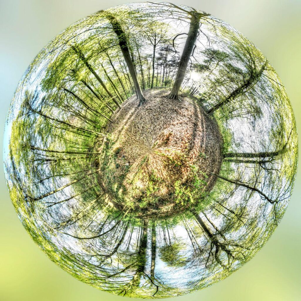 A bird’s-eye view from the forest floor of vertical trees rising up towards the sky.