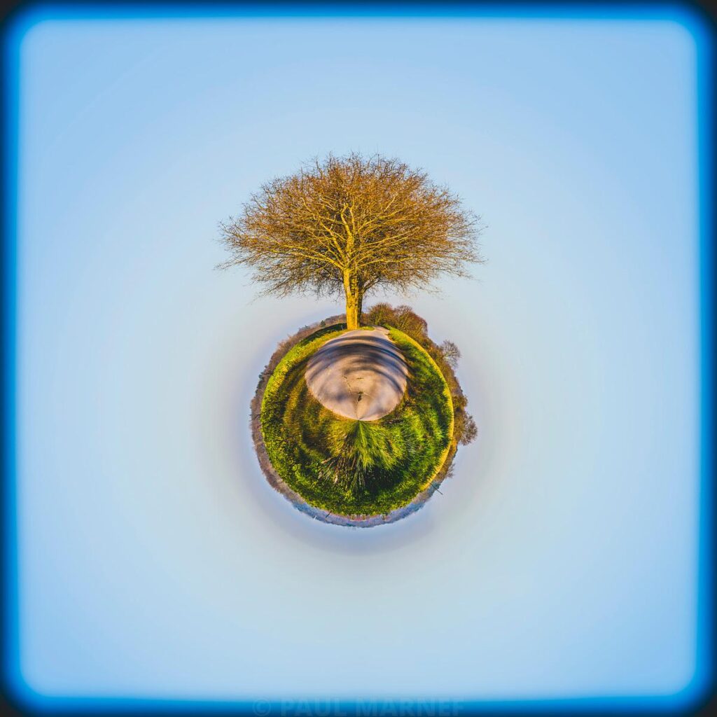 Arbre isolé aux branches nues et herbe verte sphérique, rendu en projection globale, sur fond de ciel bleu clair.