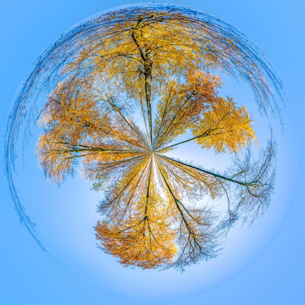 Trees with golden autumn leaves converge at the centre of the composition, forming a circular pattern against a light blue sky.