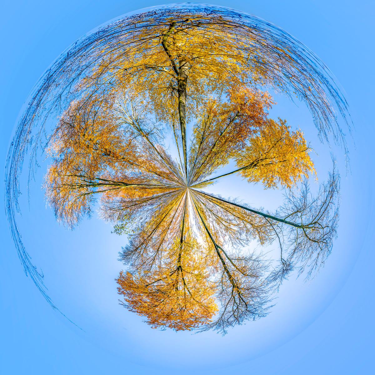 Des arbres aux feuilles dorées de l'automne convergent au centre de la composition, formant un motif circulaire contre un ciel bleu clair.
