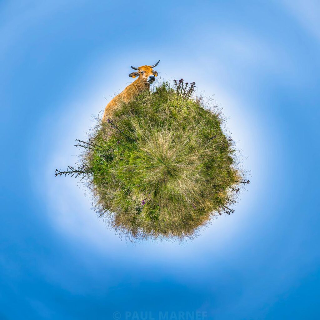 A soft toy cow on a small grassy globe floating in a blue sky.