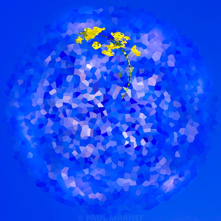 Rameau de colza aux fleurs jaunes pendus devant un fond bleu intense traité en formes polygonales.