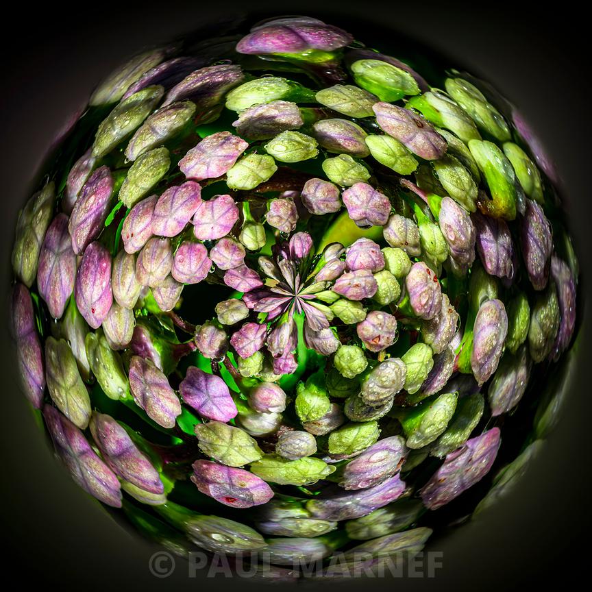Globe d'hydrangeas en macro formé de calices verts et de boutons rosesparse sur un fond noir.