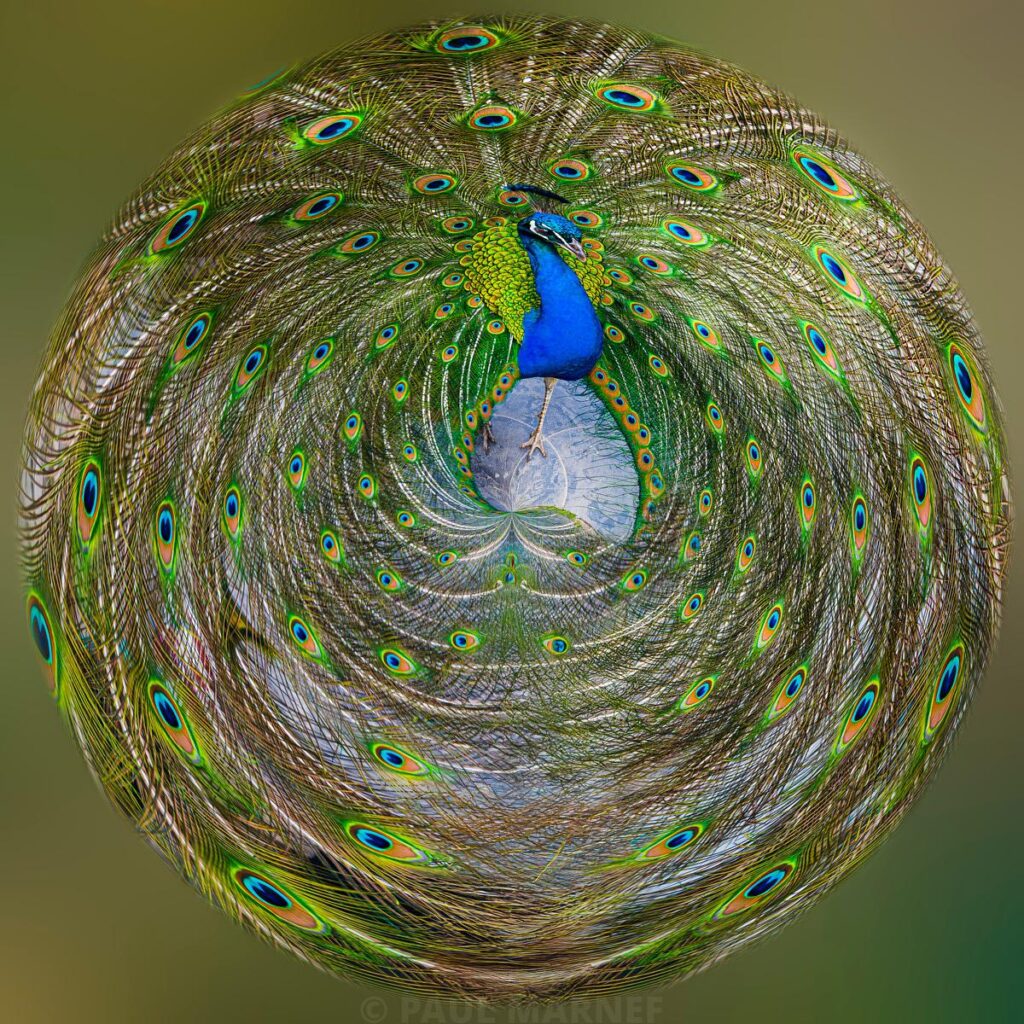 A majestic peacock with a bright blue head, whose feathers, adorned with metallic green ‘EYES’, intertwine in a spiral pattern.