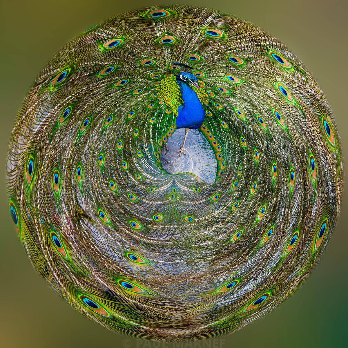 Un paon majestueux à la tête bleu vif, dont les plumes ornées d' YEUX d'un vert métallique s'entrecroisent en spirale.