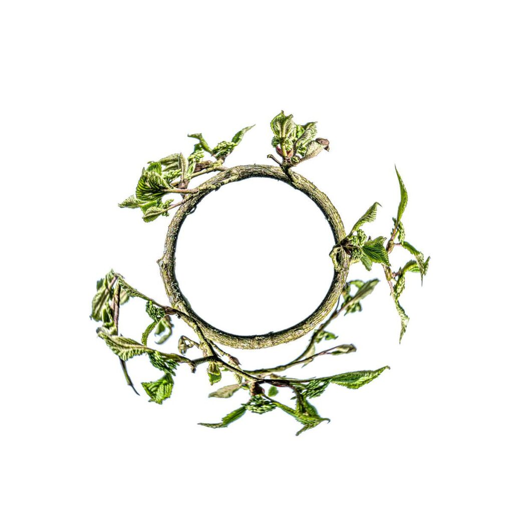 Une branche de fraisier aux jeunes feuilles vertes forme un cercle suspendu sur un fond blanc.