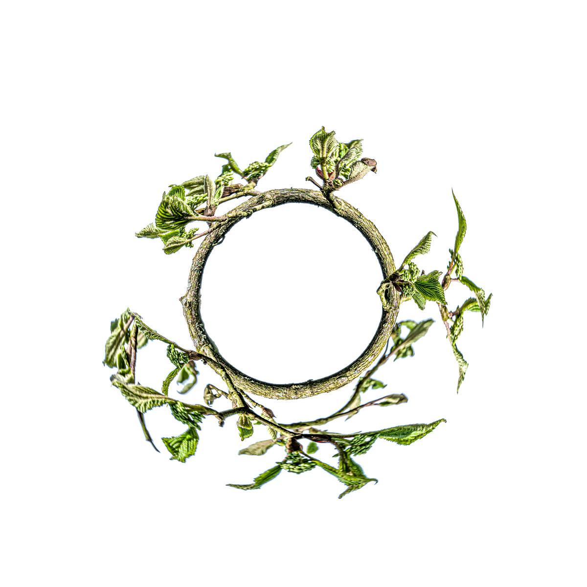 Une branche de fraisier aux jeunes feuilles vertes forme un cercle suspendu sur un fond blanc.