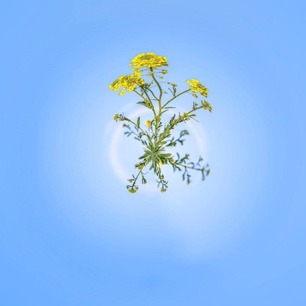 Germes jaunes en croix formant une rosace face à un ciel bleu clair parsemé de faibles halos lumineux concentriques.
