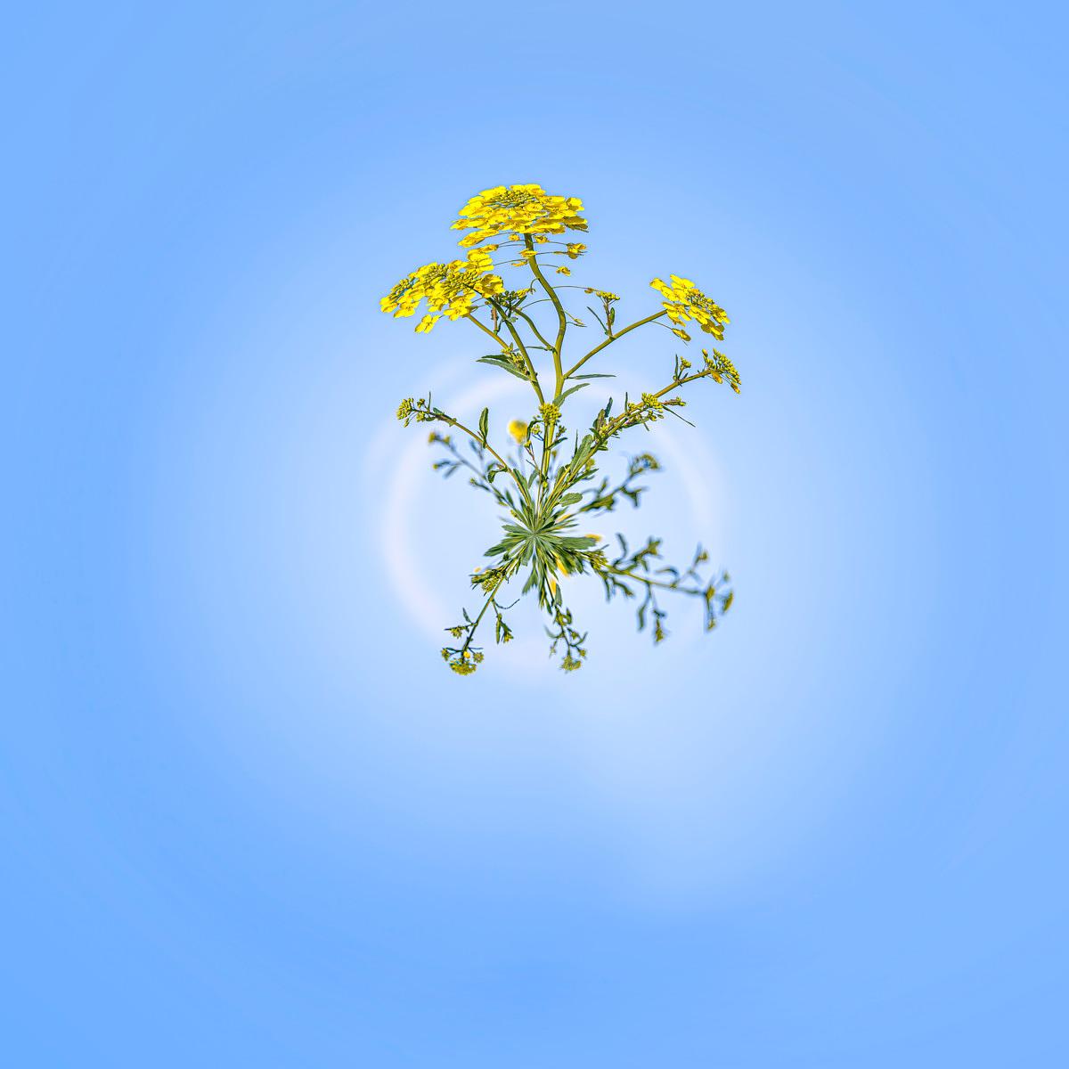 Le Nectar Jaune