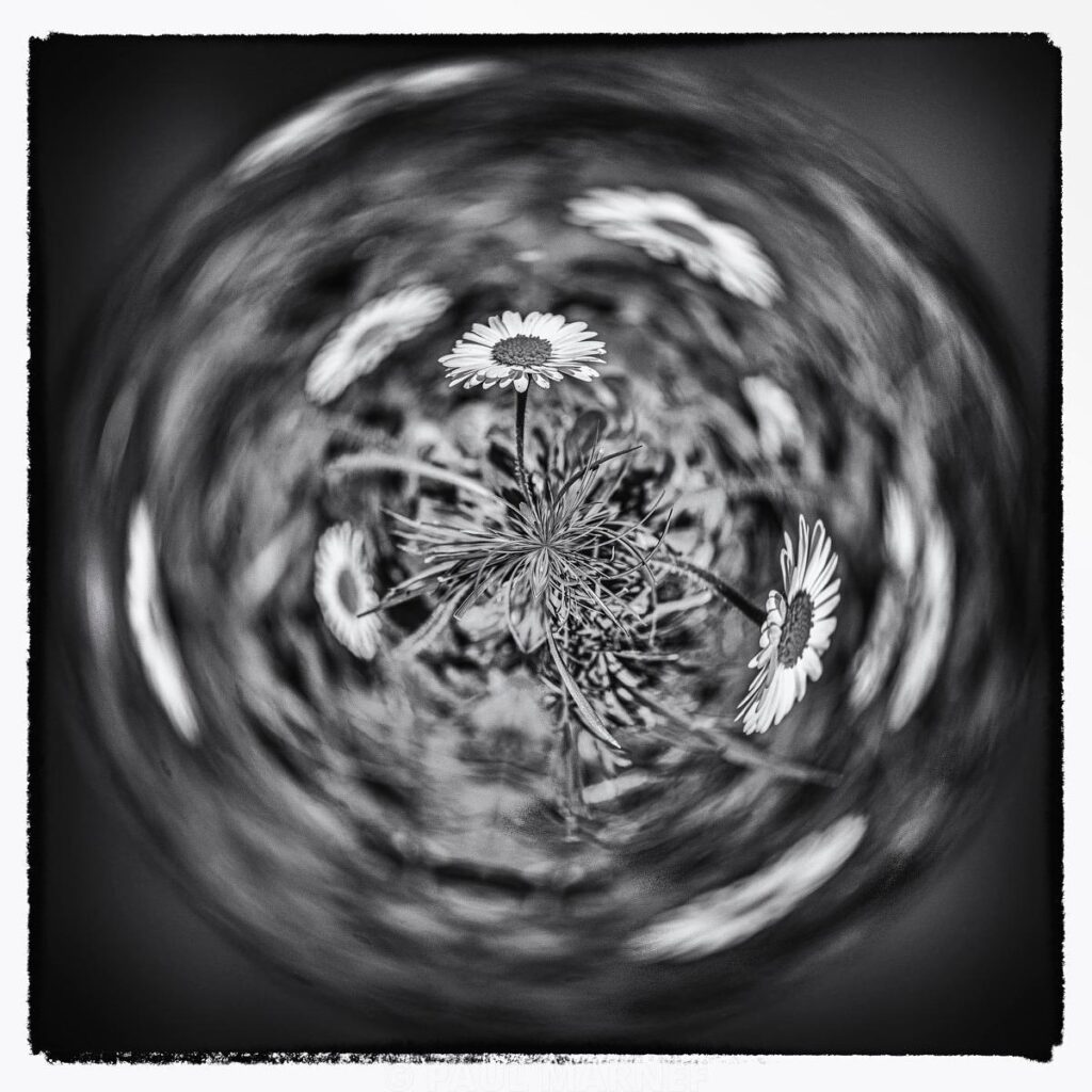 White daisies and slender stems emerge from a blurred, dark, spiralling collapse that surrounds the floral subject at the centre of the photograph.