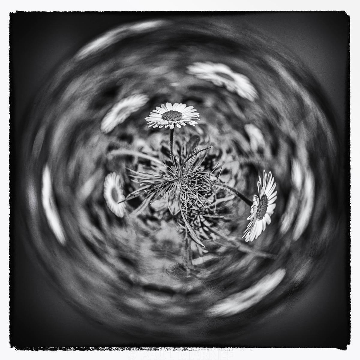White daisies and slender stems emerge from a blurred, dark, spiralling collapse that surrounds the floral subject at the centre of the photograph.