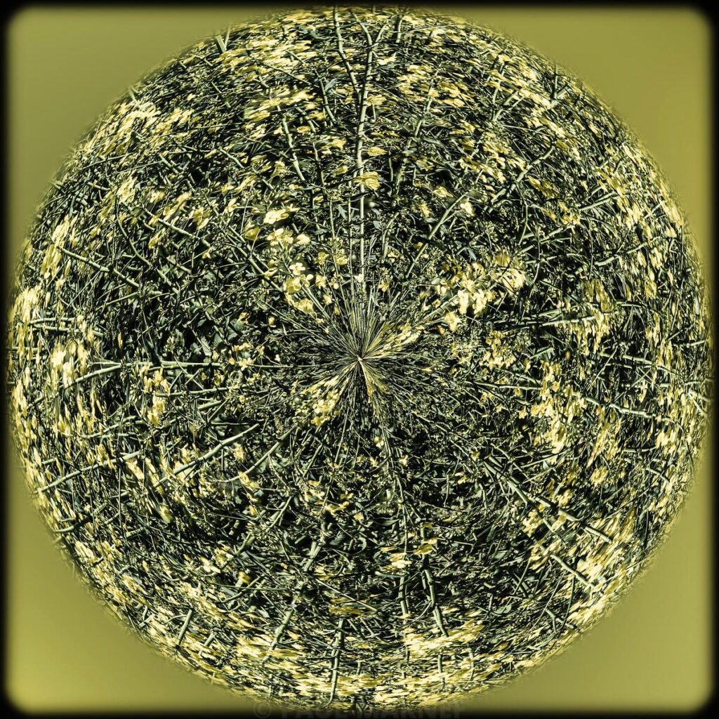 A spherical view of a field of rapeseed with intertwined stalks set against a greenish sky.
