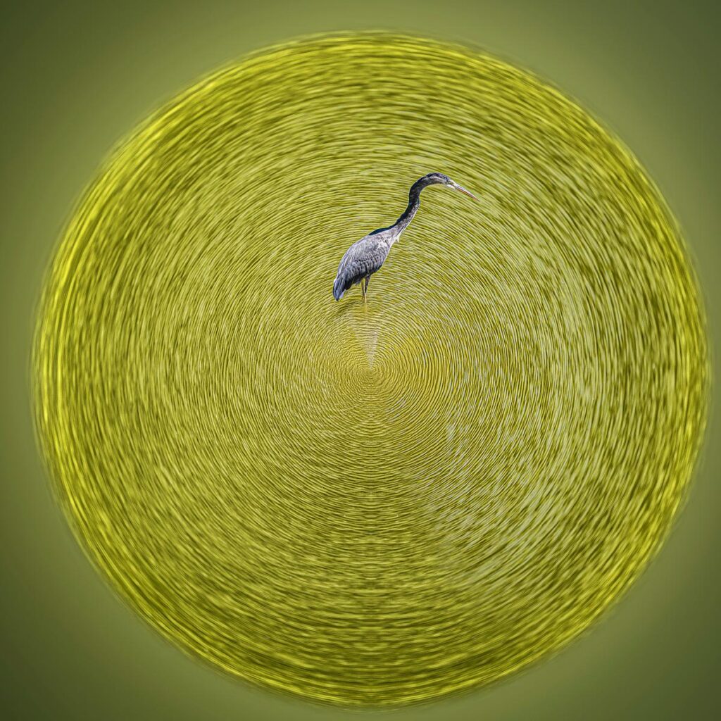 A heron stands in the centre of a disc of bright yellow concentric waves against a green background.