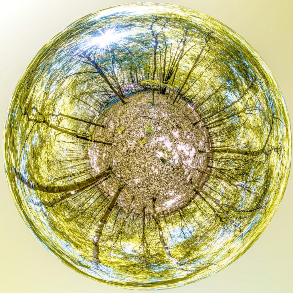 A spherical view of a birch forest in bloom beneath a clear sky; the blazing sun glitters amongst the converging trunks.